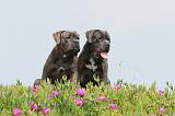 CANE CORSO 196